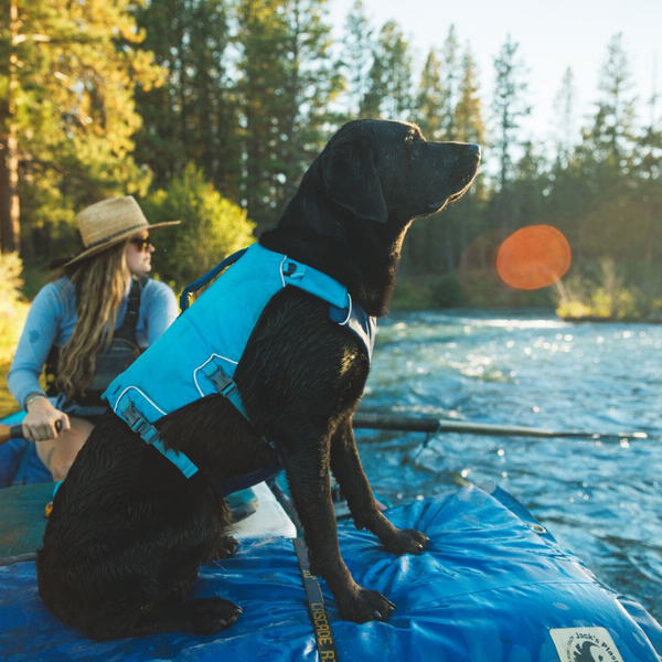 Dog in Biolumin Blue Confluence™ Life Jacket.