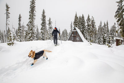 Dog in polar trex boots runs through snow with human skiing.