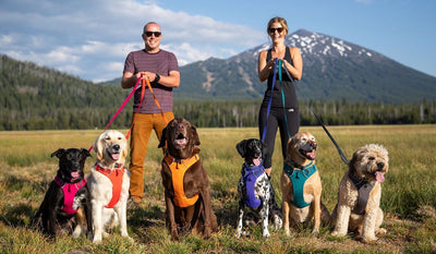 Two humans holding six dogs in different front range harnesses in front of Mt Bachelor.