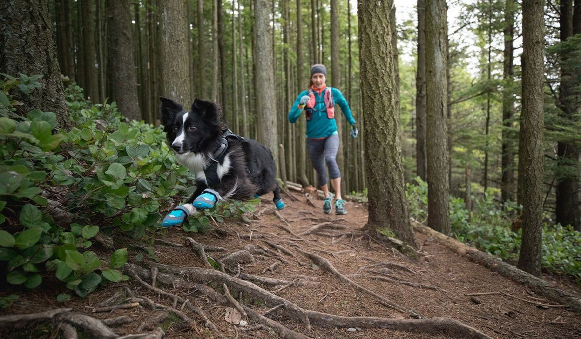 PD the dog in grip trex boots jumps over a root while trail running with human Krissy.