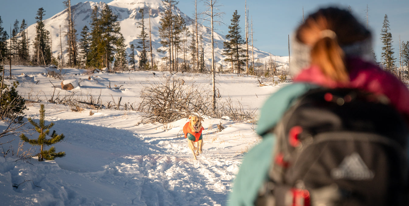 A golden retriever dog runs toward its owner in the snow.