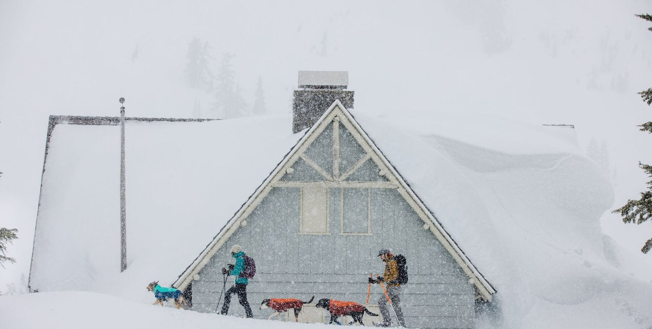 Humans and dogs trek across a snowy scene.