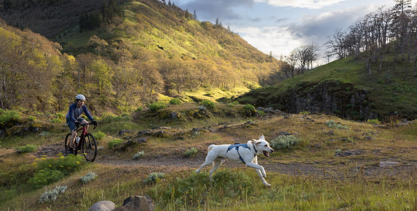 A dog wearing a Web Master Harness runs on a trail while his human companion bikes behind him.