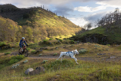 A dog wearing a Web Master Harness runs on a trail while his human companion bikes behind him. 