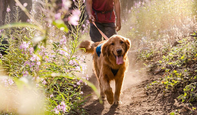 Dog in switchbak harness walks along hiking trail.