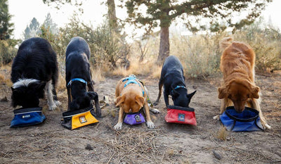 5 dogs eating out of 5 generations of Ruffwear quencher packable dock bowls.