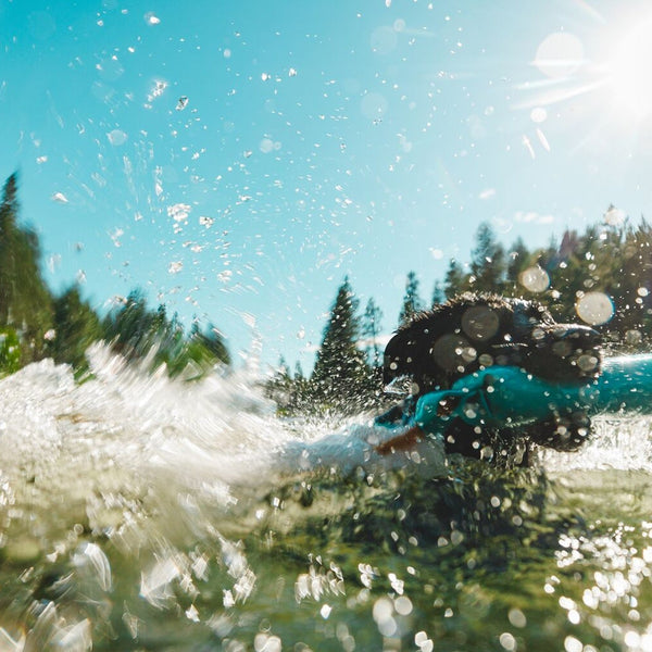 A dog swims in the river with his Lunker