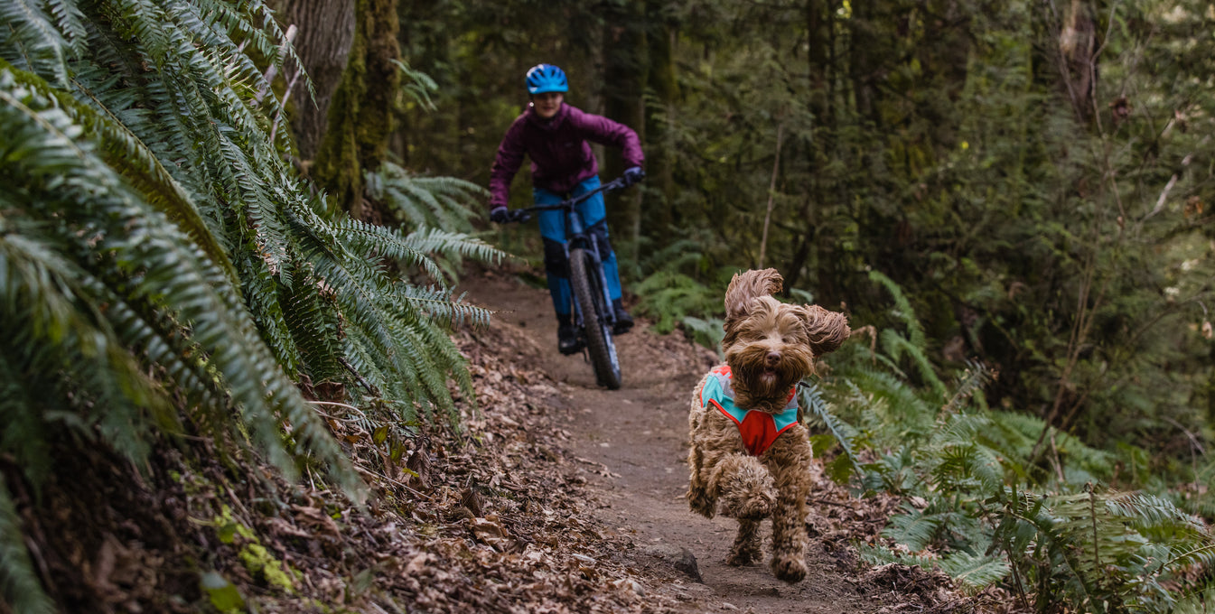 Dog in lumenglow runs in front of human on mountain bike.