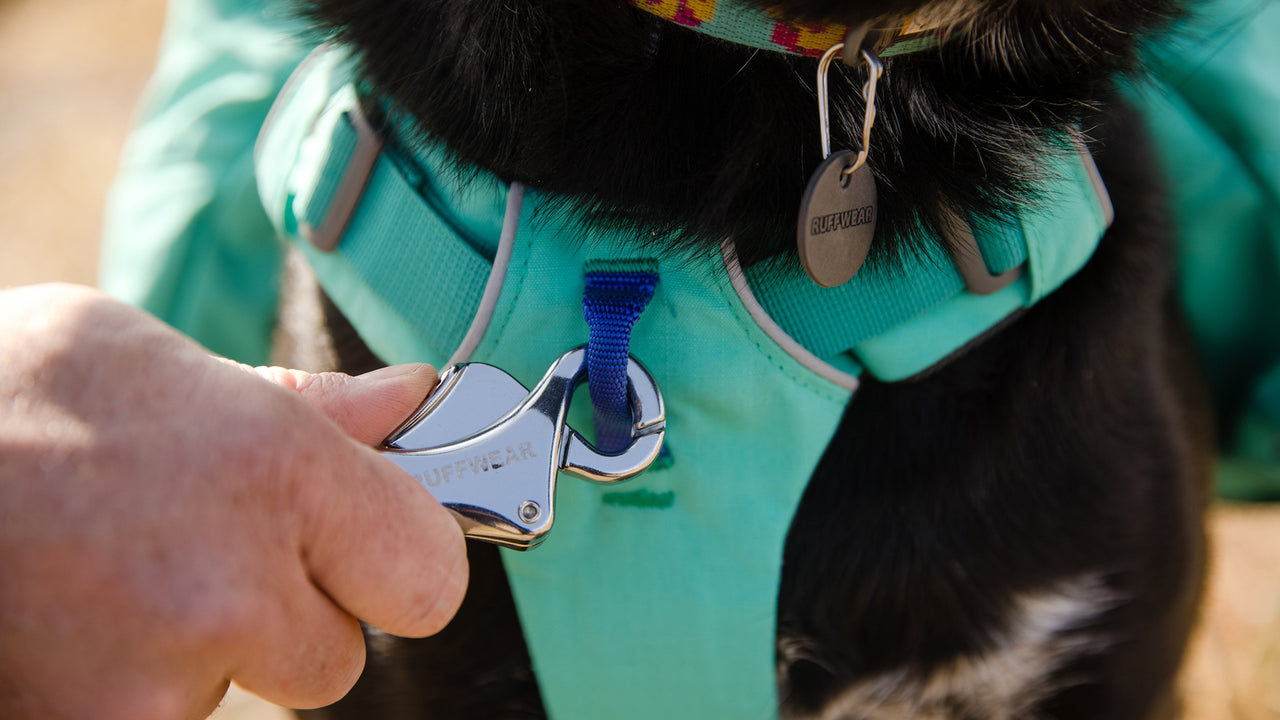 THREE LEASH ATTACHMENT POINTS