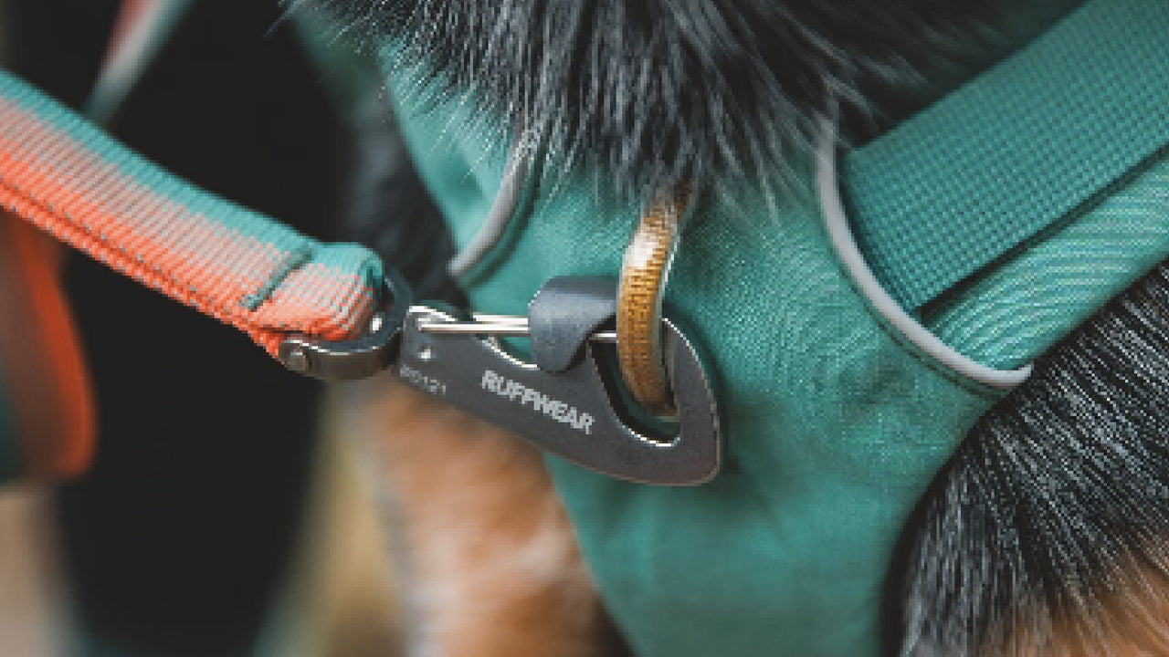 THREE LEASH ATTACHMENT POINTS