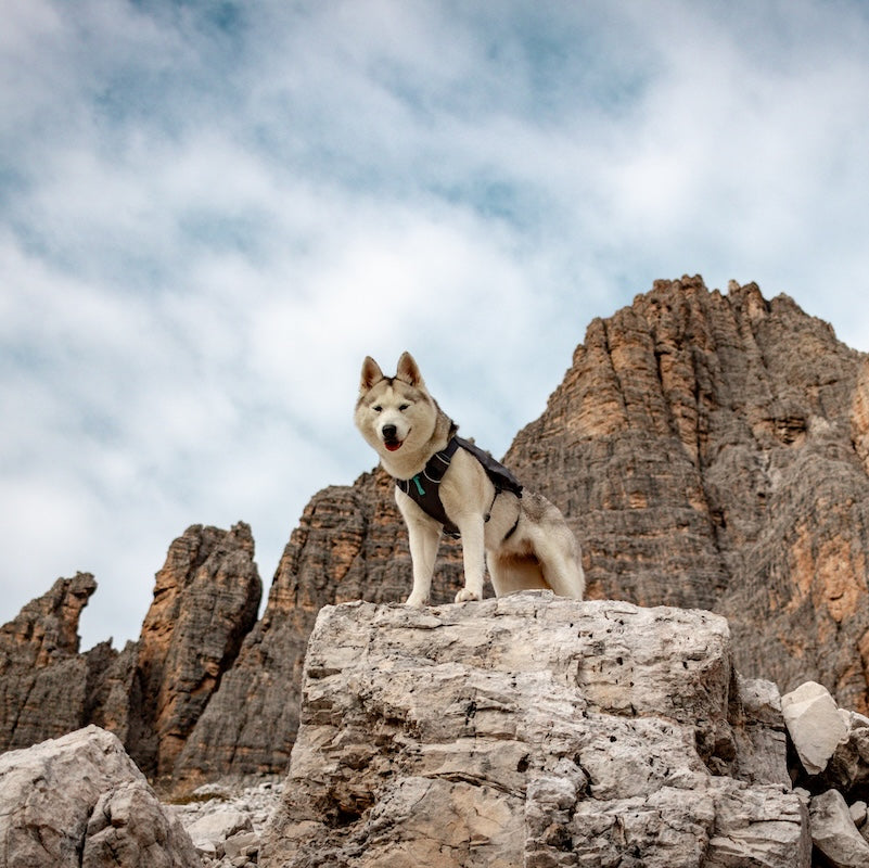 michael's husky stands on a rock in the mountains.