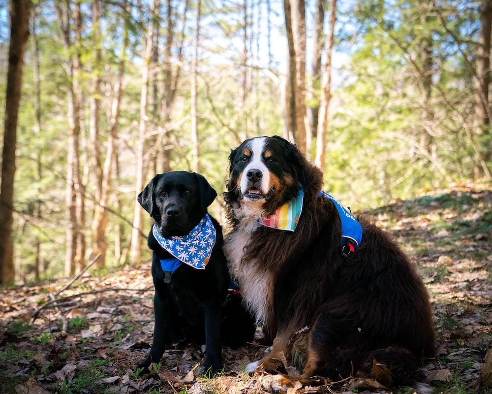 waffle and tugboat in bandanas in the woods.