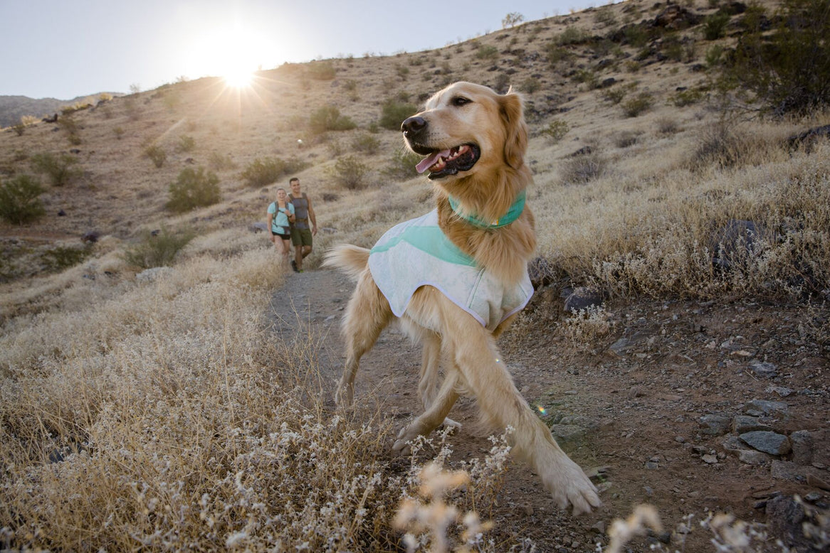 Dog walks in swamp cooler vest on hiking trail.