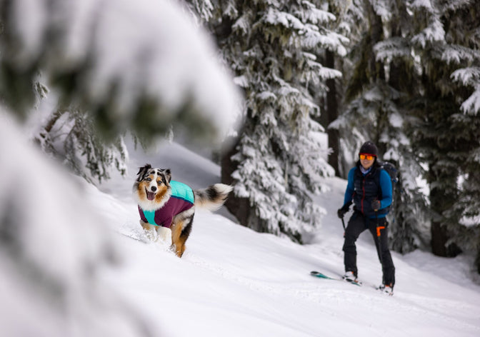 Dog in powder hound runs ahead of human skier.