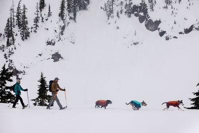 Two humans and three dogs in vert winter dog jackets ski near Mt Baker.