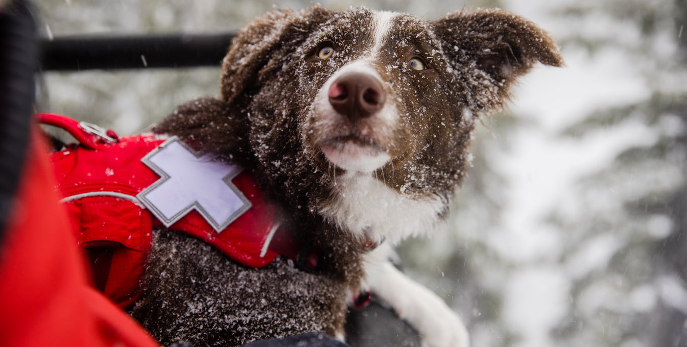 Colorado nonprofit is leading the way for avalanche dog training