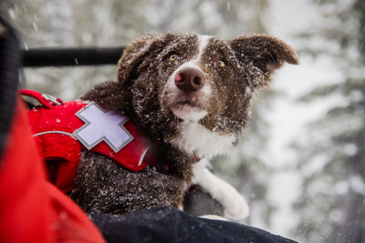 Ruddy the avalanche puppy in training sits on a snowmobile and looks up at his handler. 