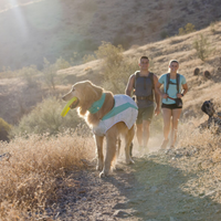 Man, woman, and dog on a summer hike.