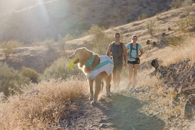 Man, woman, and dog on a summer hike.