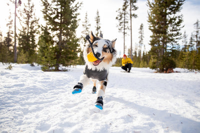 A dog plays with his toy in the snow while wearing Ruffwear Polar Trex™ Dog Boots. 