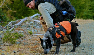 Dog in web master harness and ruffwear jacket sniffs ground working while human looks on.