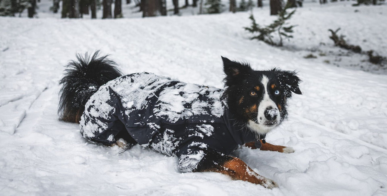 A dog lays down in the snow wearing a Coverall