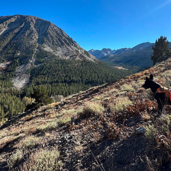 A Rogue dog looking out over a valley.