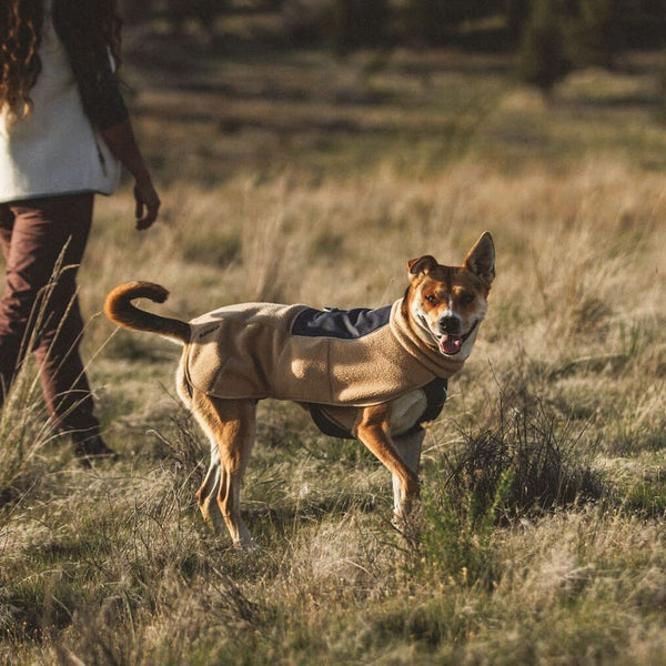 A human and dog walk in grasses