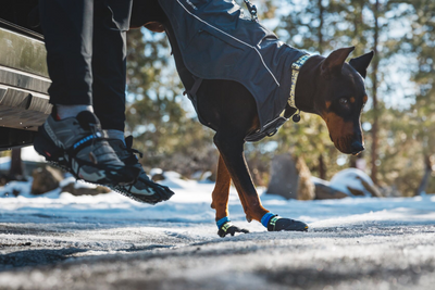 Dog getting out of car wearing boots.