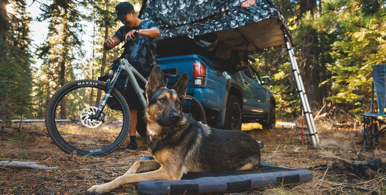 A human and dog relax at a campsite together.