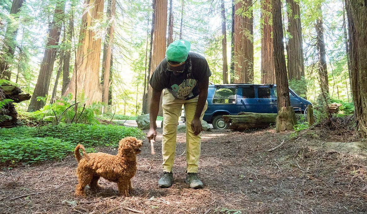 Dog and human in forest with van in background