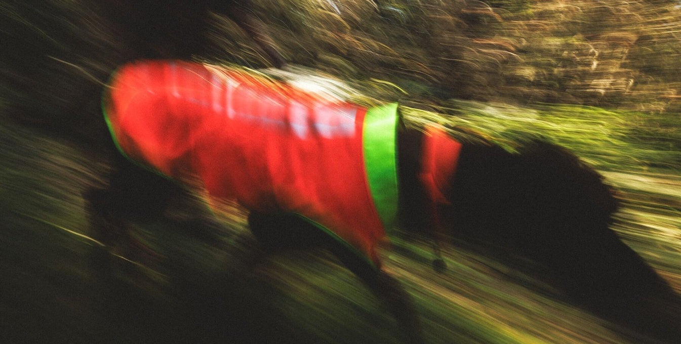 A dog runs fast through the woods in a Lumenglow