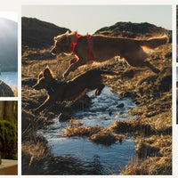 5 different images of dogs camping outside