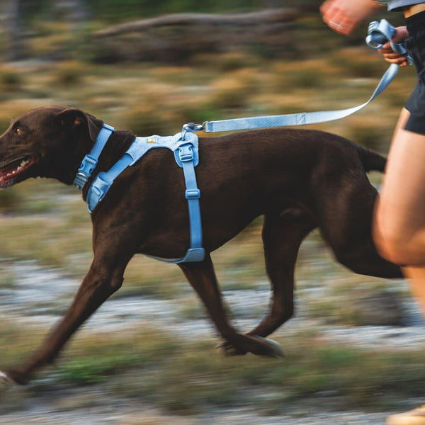 A dog runs in the Front Range Flex set