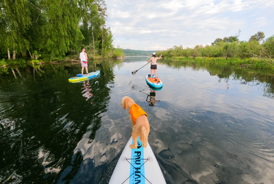 Dog standing on nose of paddleboard on a slow river with two other paddlers in front