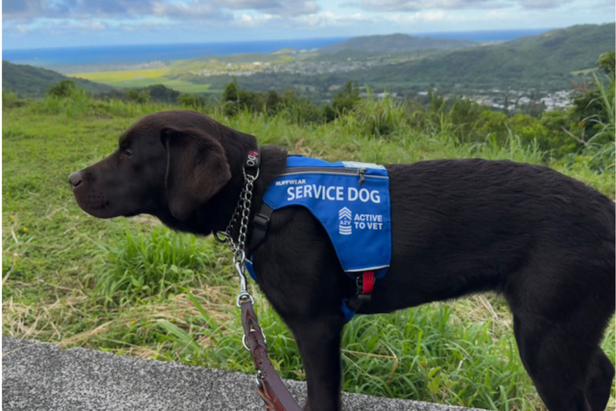 Healing Through Service A Veteran's Mission to Train Service Dogs