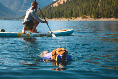 Dog swimming and playing in water.
