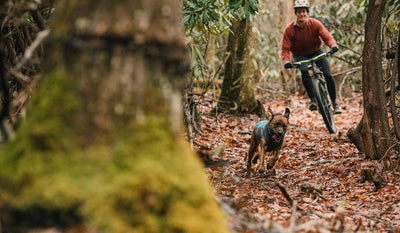 Dog running ahead of mountain biker on leaf-covered trail
