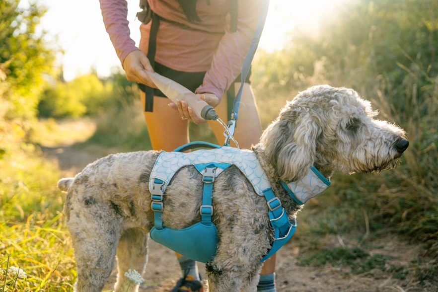 Beat the Heat With the Swamp Cooler™ Collection | Ruffwear