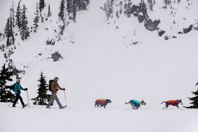 Two humans walk behind three dogs running in the snow.