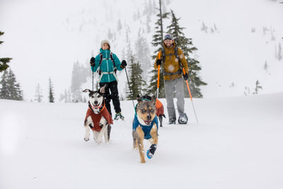 Two humans and two dogs wearing a Vert jacket explore in the snow