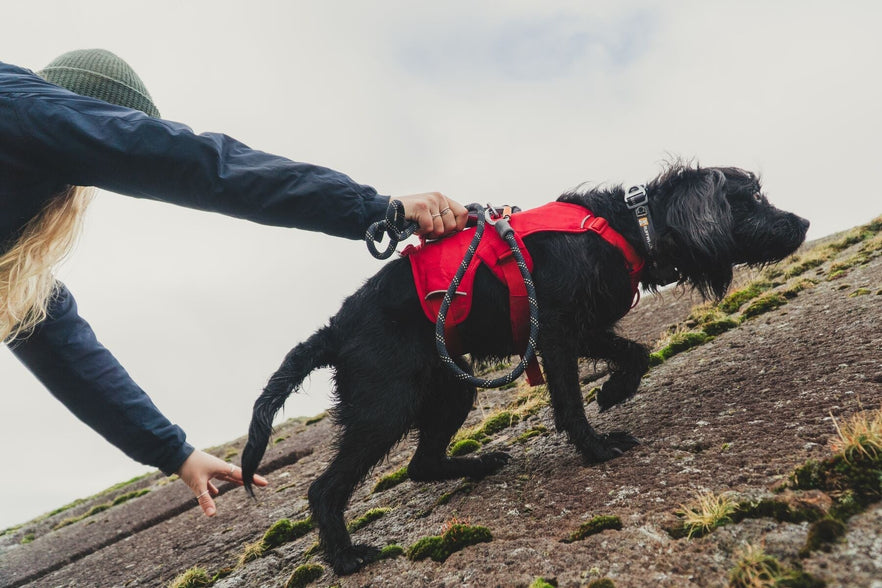 Javascript Icon Pink Blue How We Test Our Gear | Ruffwear