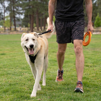 A happy dog walks through a grassy field wearing a traffic lead.