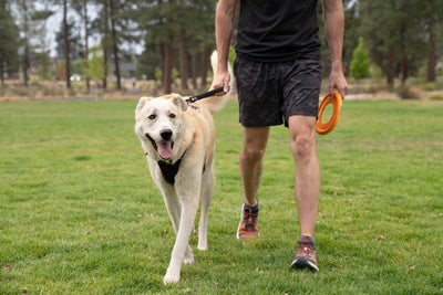 A happy dog walks through a grassy field wearing a traffic lead.