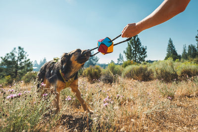 Lennon plays tug with the Webbing Remix™ Toy