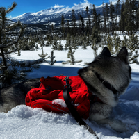 Loba, a malamute-husky mix, on a backpacking trip.