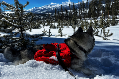 Loba, a malamute-husky mix, on a backpacking trip.