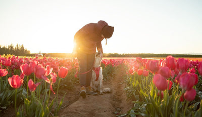 Dog in hibiscus pink front range harness in field of pink tulips with woman.