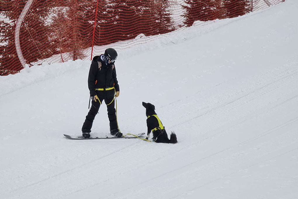 Winter Paw Protection: Polar Trex™ Dog Boots