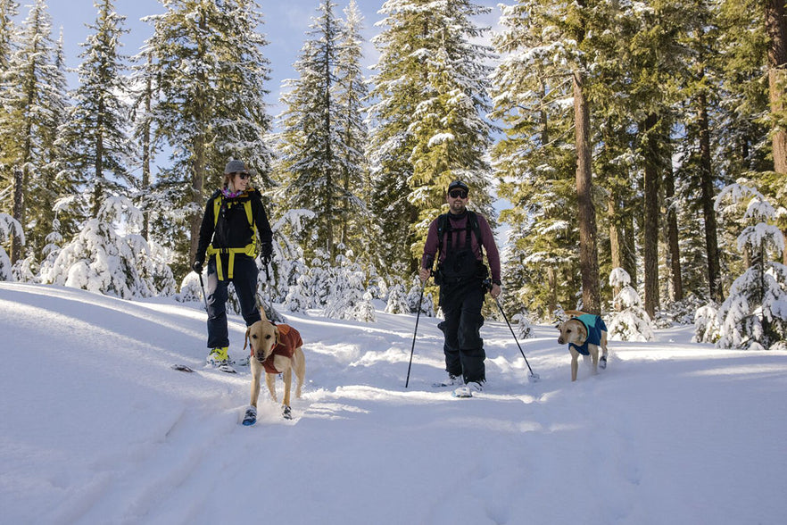 Winter hiking with dogs sale